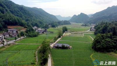 鹤峰：高山萝卜陆续上市 田间一片好“丰”景