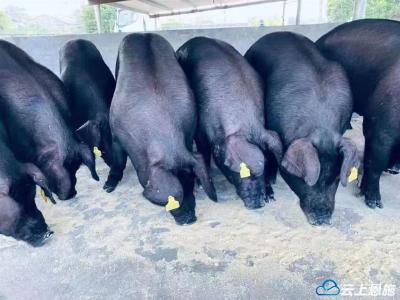 从濒危到“重生”，来凤黑猪“减肥”勇闯市场