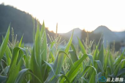 鹤峰县燕子镇：夕阳下的浪漫小镇