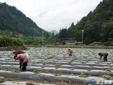 恩施来凤：种上致富瓜 走向振兴路