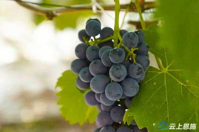 巴东：你看，是丰收的颜色