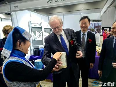 恩施来凤：藤茶亮相2024澳中博览会