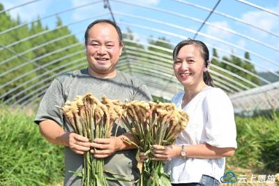 恩施来凤：凤头姜喜丰收 综合产值达3.5亿元