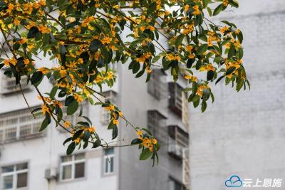 恩施鹤峰：又闻桂花香