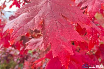 恩施巴东：山中露营地　枫叶燃秋情