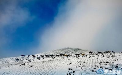 恩施利川：冬日齐岳山 林海雪原利川马