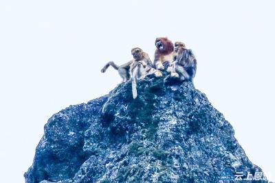 绝壁上的“金色精灵”！巴东首次拍到100+只金丝猴悬崖嬉戏，画面太震撼！