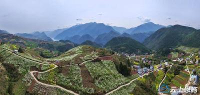 恩施巴东：荒山变身“花果山” 万树桃李竞芬芳