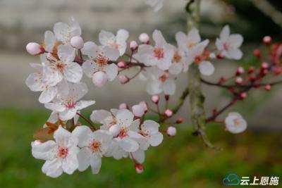 宣恩：春日美景如画 花香满校园