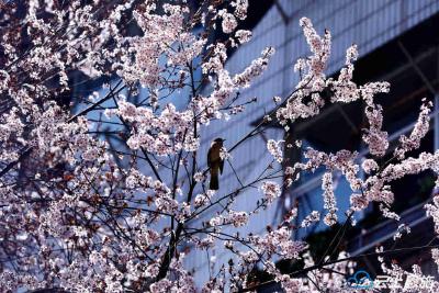 恩施鹤峰春之印象：百年古樱 繁花生辉