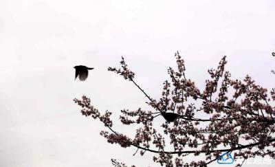 鹤峰春之印象：轻风摇曳紫叶李