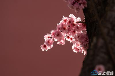 建始：仲春天色正中分 一树绯云绾玉簪