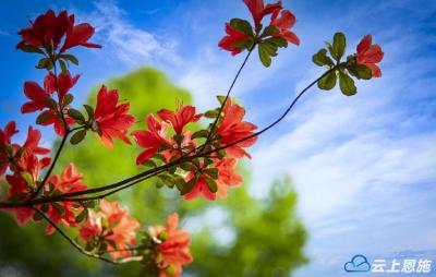 组图 | 利川苏马荡：杜鹃花开芬芳时