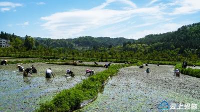 利川：莼菜飘香，绘就田园增收图