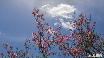 恩施建始：野生杜鹃花开 惊艳了四十二坝山峦