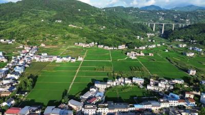 恩施建始：晨纱漫卷润新绿 碧玉层差映晓光