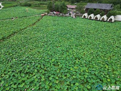 恩施宣恩：夏日荷塘解锁乡村旅游惬意时光
