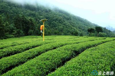 恩施鹤峰：夏茶长势喜人