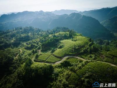 “非茶之茶”凭啥火爆市场？来凤藤茶的破界密码