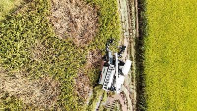 恩施利川：柏杨坝镇友好村1800亩金黄稻田进入收割期