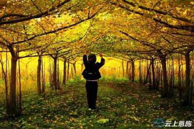 恩施利川：土家山乡秋色浓