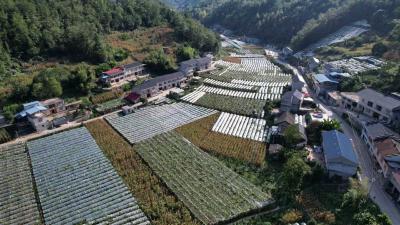 恩施建始：花坪葡萄甜 丰收富农家