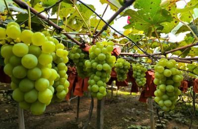 【镜头里的丰收季】组图|恩撒建始花坪关口葡萄熟了