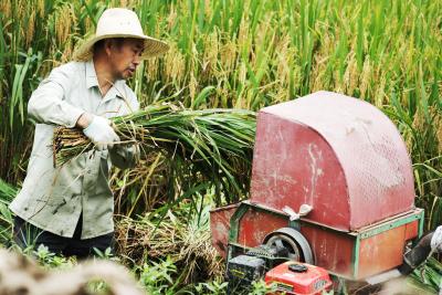 咸丰坪坝营：秋分时节忙收粮