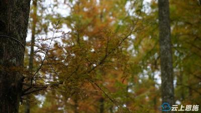 秋色入画来：利川忠路镇的红杉金杏醉游人