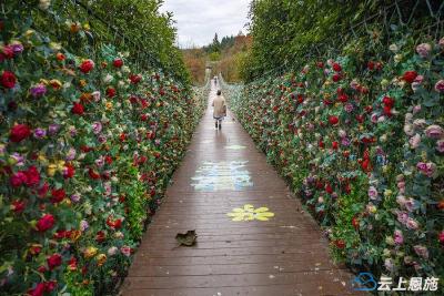 秋染佛宝山：峡谷深处的诗意回响