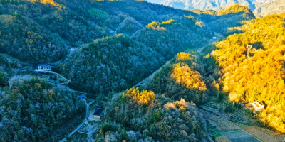 恩施鹤峰：燕子东乡初冬 霜染林梢 山乡鎏金裹玉