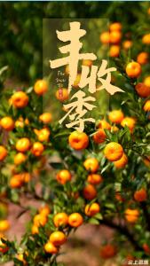 恩施巴东 ：“橘”时已到 “丰”景正好