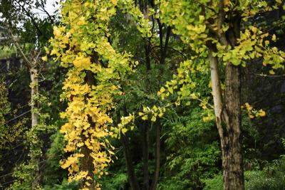 诗画冬日鹤峰：溇水波光里 银杏写诗篇