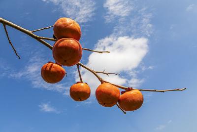 秋日柿韵：恩施建始乐家坝村的甜蜜“柿”界