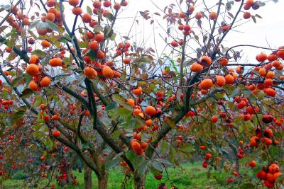 建始：柿林橙红遍野 点亮乡村冬韵