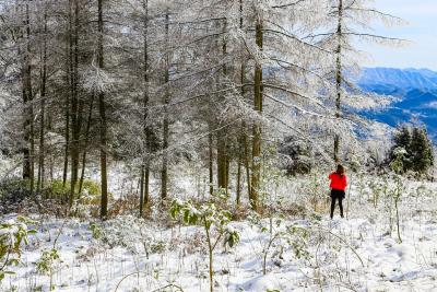 组图 | 恩施利川：琼花玉树满甘溪