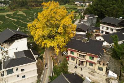 咸丰：银杏树下的风景