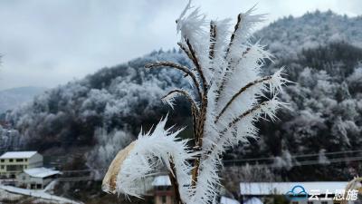 鹤峰龙家界的冰凌花