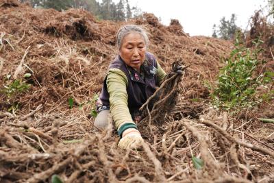 恩施咸丰：蕨粑是这样“炼”成的
