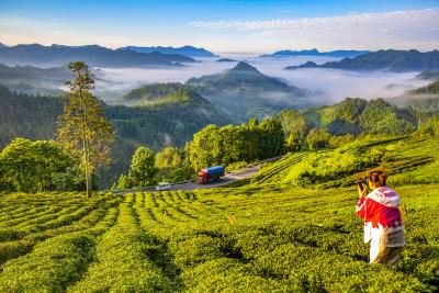 组图 | 茶香漫利川，春满茶乡间