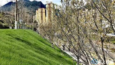 一川樱雪醉春风 鹤峰亲水走廊迎来最美赏花季