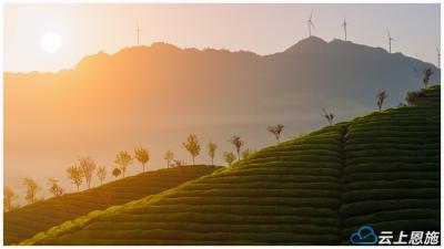 鹤峰春之印象：走马茶山生机勃发