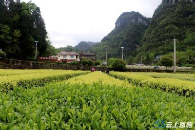 恩施鹤峰：雨歇白茶采摘
