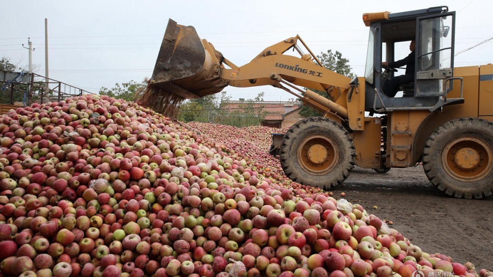 陕西礼泉苹果丰收价格暴跌一斤不到3毛钱