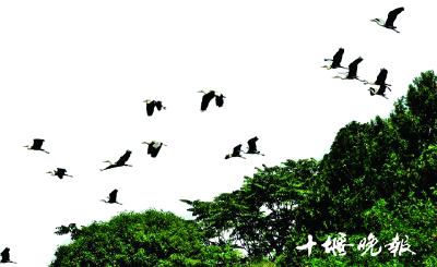 十堰摄影师吴成林：十万张鸟片记录汉江生态美