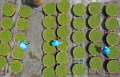 青山圣水出好茶!竹山县得胜镇优质茶品推介会昨日举行