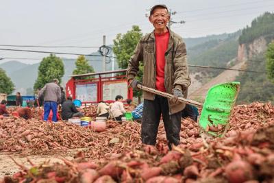 丹江口市习家店镇：延伸产业链 “小红薯”带动产业大发展