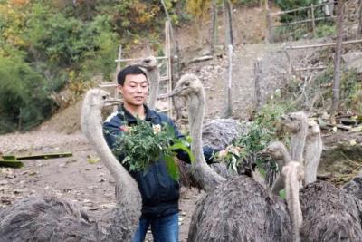 大长腿、天鹅颈……竹山小伙养殖这种高颜值动物增收致富