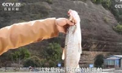 央视再次聚焦丹江口翘嘴鲌！《致富经》栏目讲述其发展历程