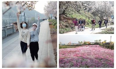 外地游客打“飞的”来赏花！春日“赏花经济”带火十堰乡村游